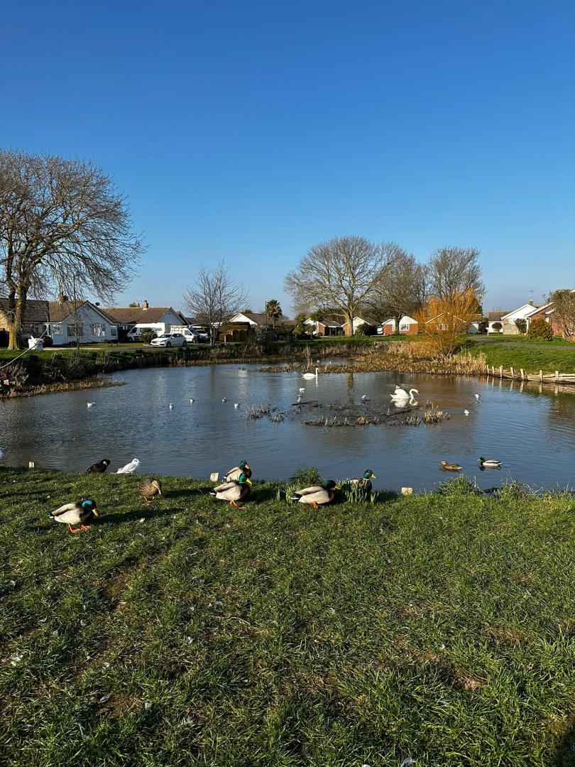 Pagham Duck Pond