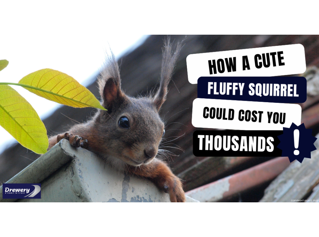 How a Cute Fluffy Squirrel Could