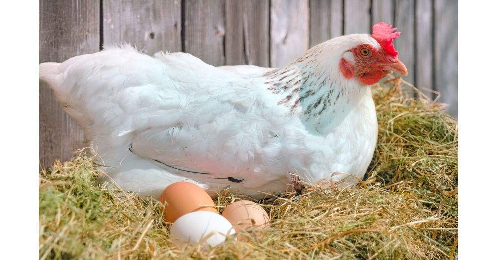 What comes first - The chicken or the egg?