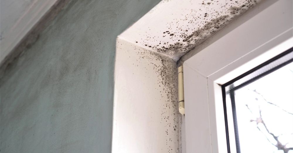 Stop Black Mold From Ruining Your Home: Essential 