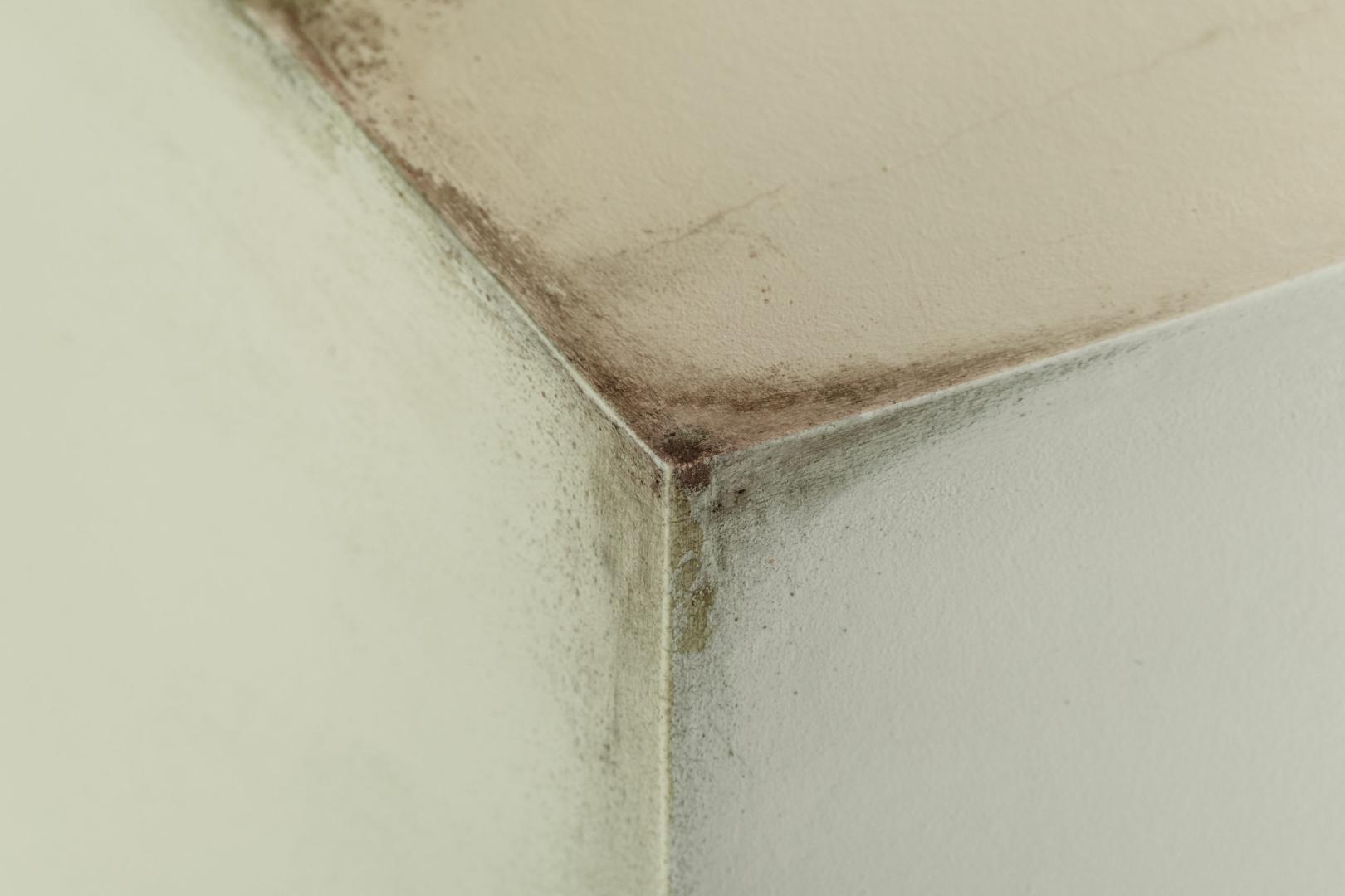 Landlord Responsibilities: Resolving Mould Issues