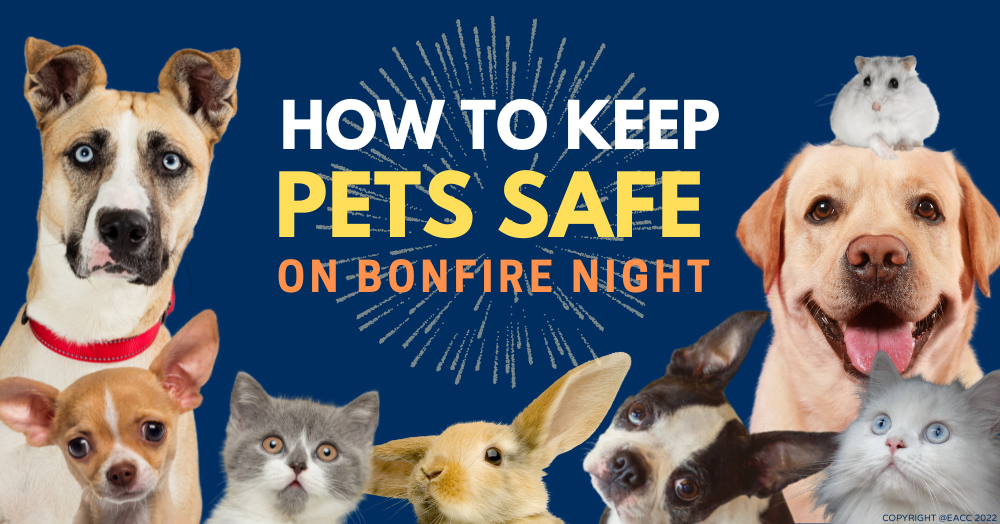 Tips for Keeping Pets Happy on Bonfire Night