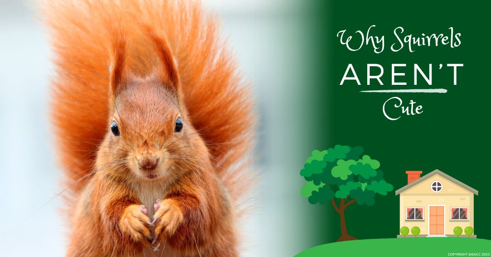 How a Cute Fluffy Squirrel Could Cost You Thousand