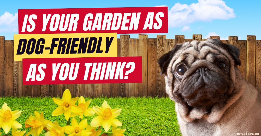 Is Your Garden as Dog-Friendly as You Think?