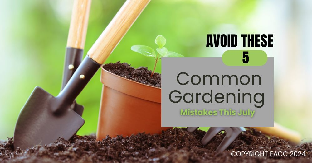 July Gardening Tips: How to Prevent Common Errors