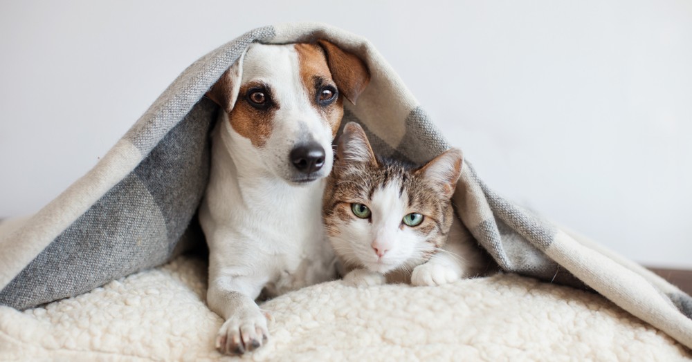 Lets with pets - our top tips to renting with pets