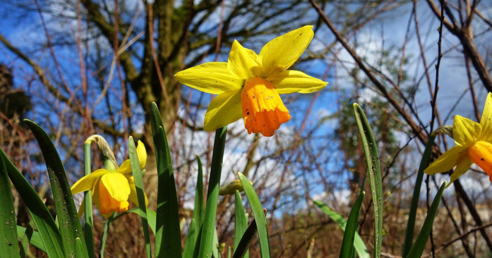 Top Spring Selling Tips for Scottish Homeowners