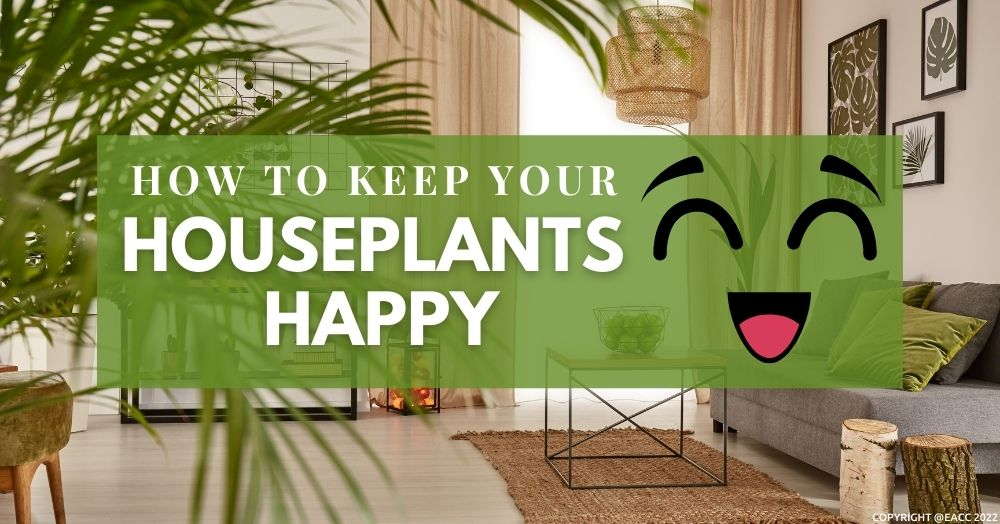 Houseplants: How to Create a Green Sanctuary in Yo