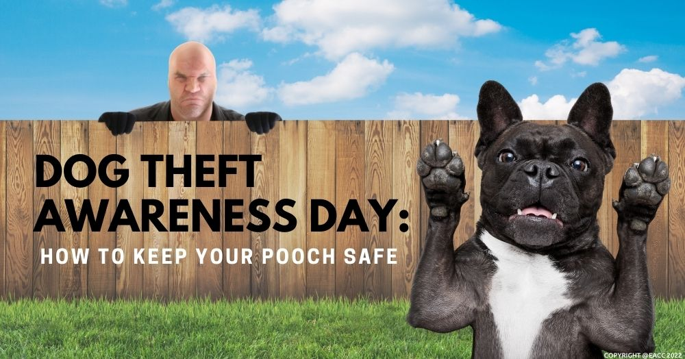 Dog Theft Awareness Day: How to Keep Your Pooch Sa