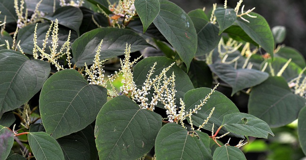 The threat of Japanese Knotweed to your home
