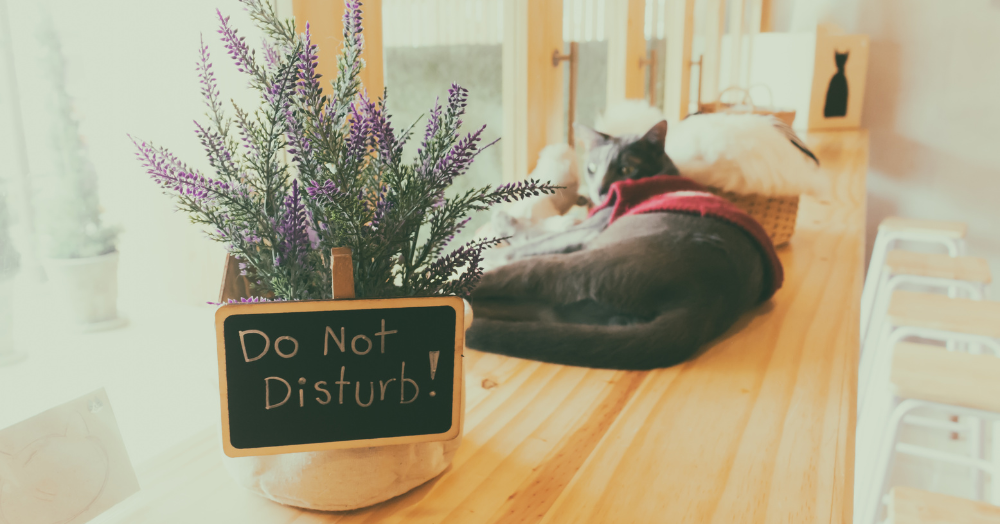 Do Not Disturb - Did you know that you could pause