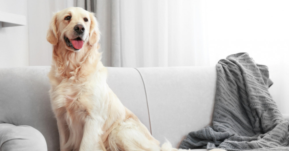 Why your pet might be delaying your house sale