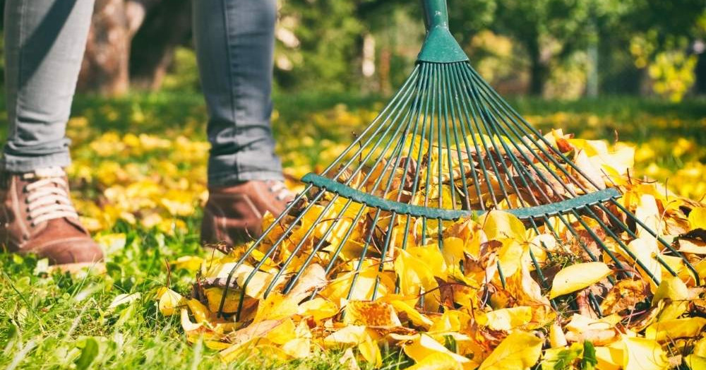 Keep your garden looking smart through Autumn