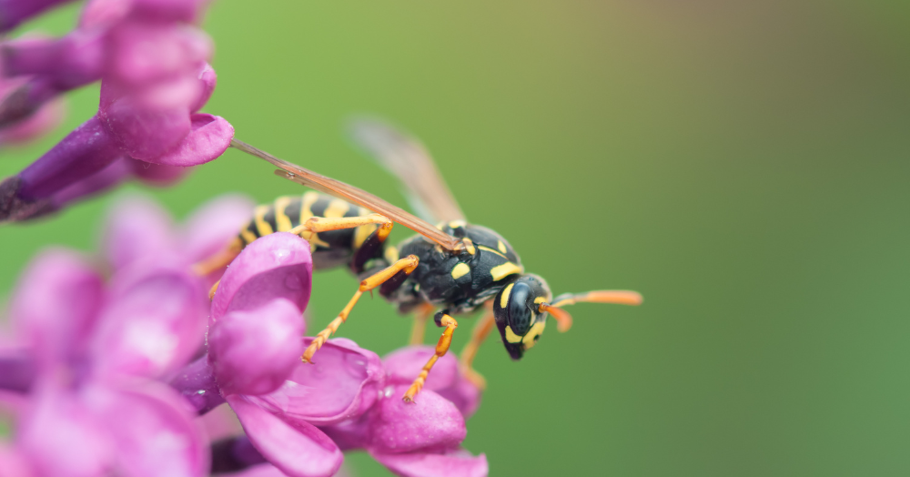 Who is responsible for dealing with a wasp nest - 