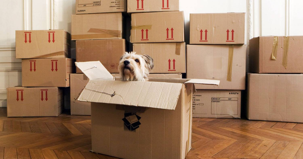 Moving with a dog? What you need to know!