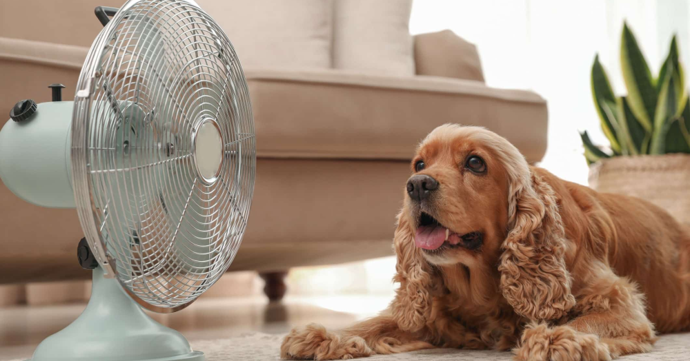 Easy ways to keep your home cool during a British 