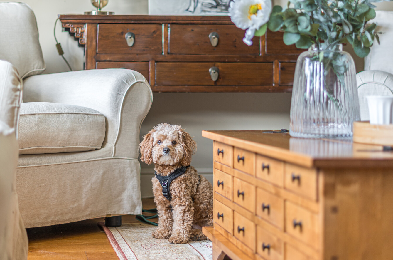 the art of home staging