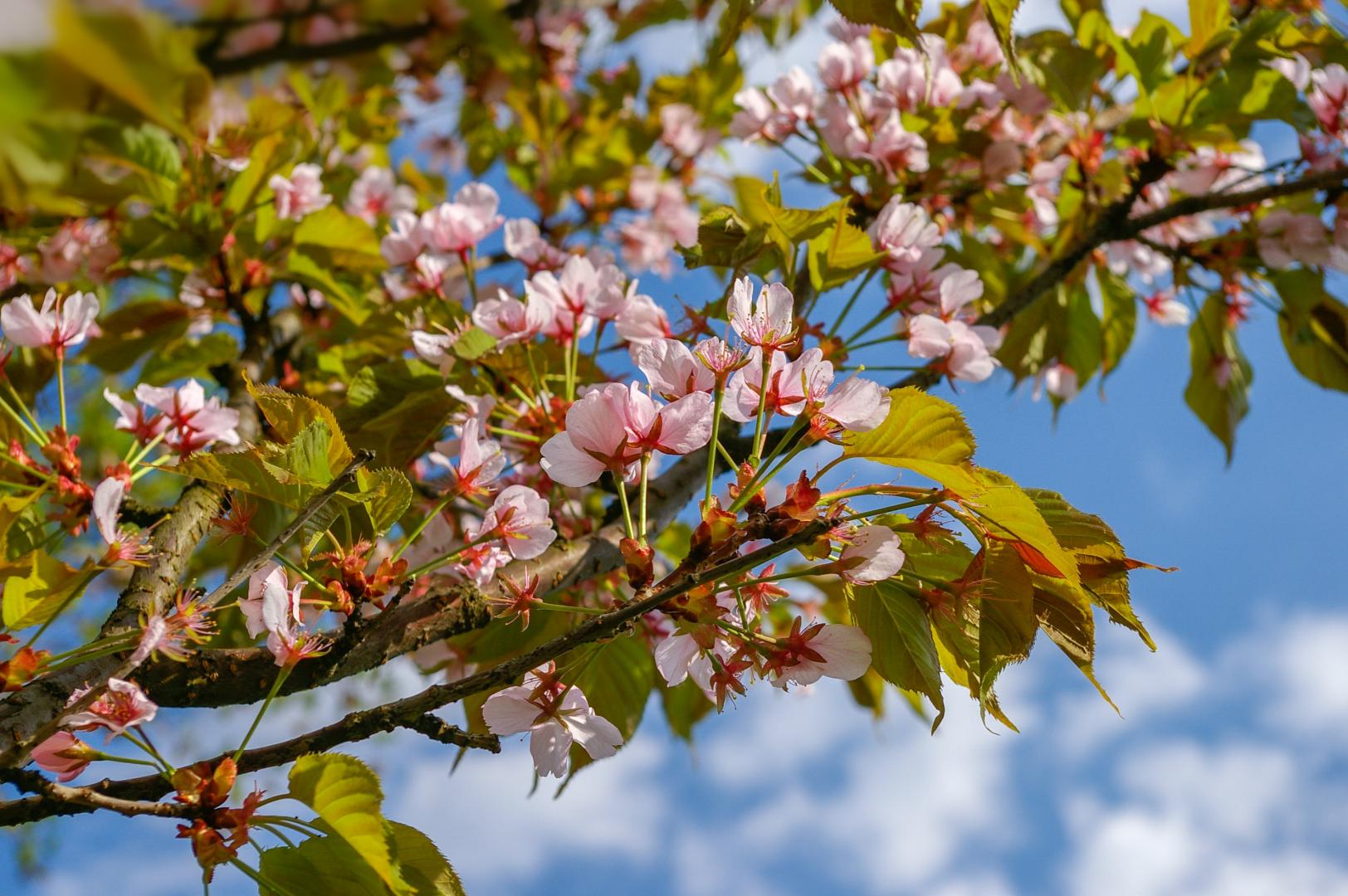 Spring Flowers