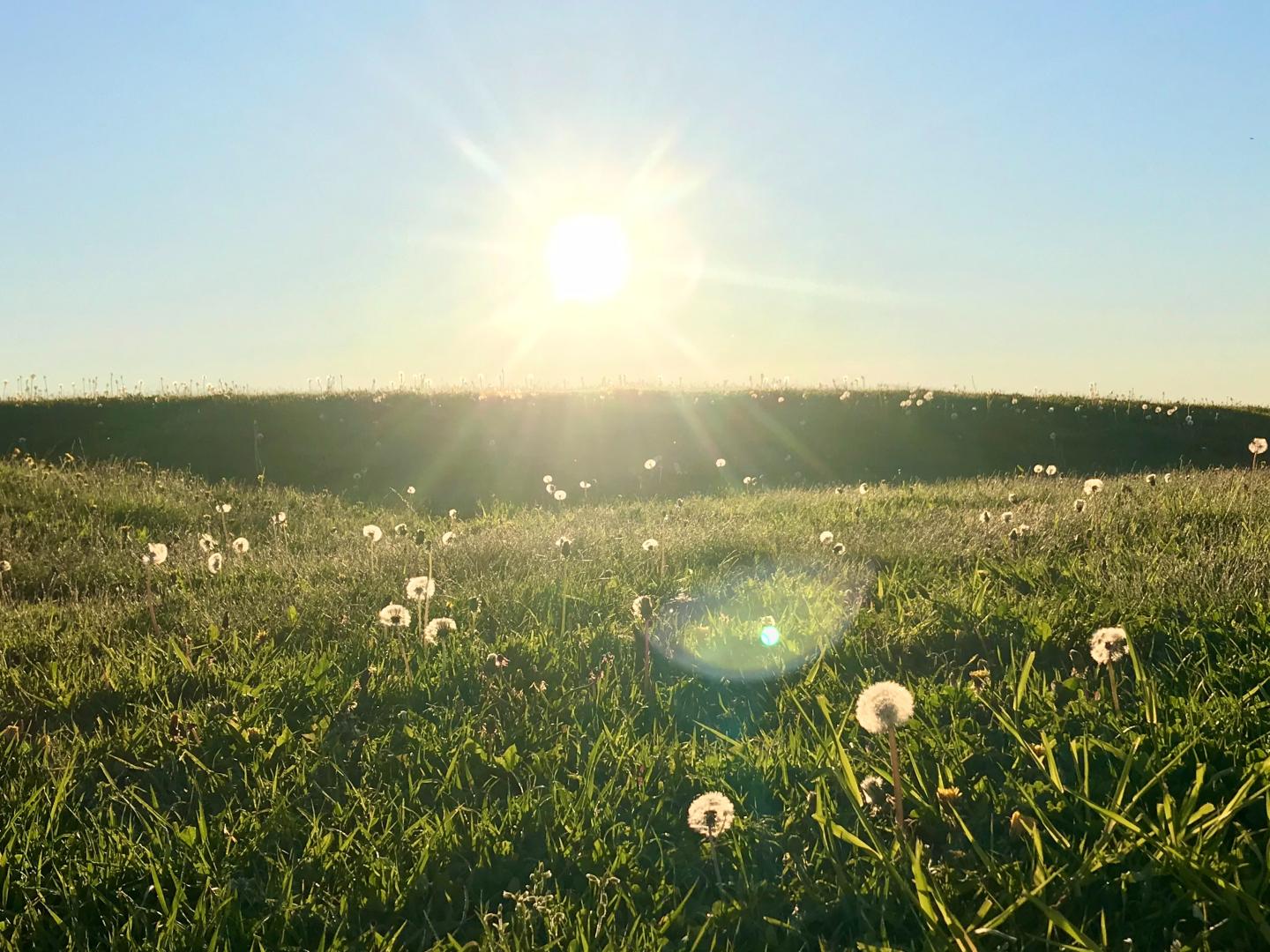 Summer Grass