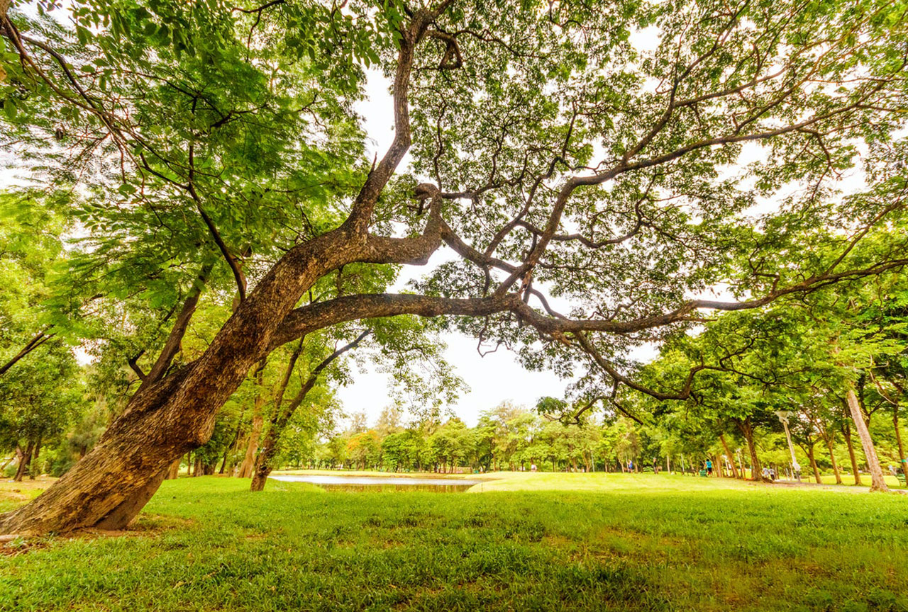 How You Can Celebrate & Protect Newcastle’s Parks