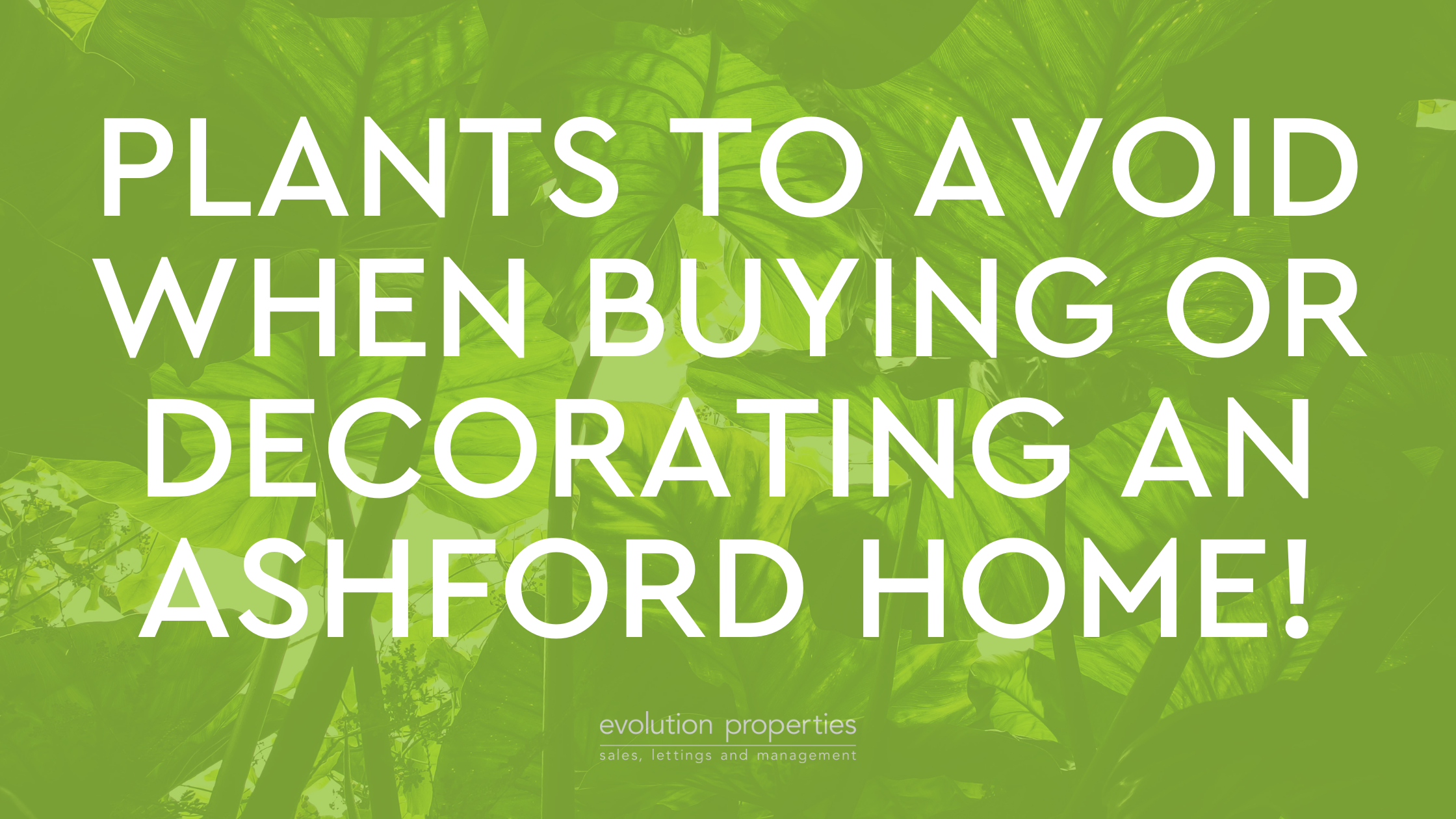 Plants to avoid when buying or decorating a home