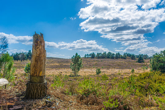 Area Guide for Canford Heath, Poole, Dorset 