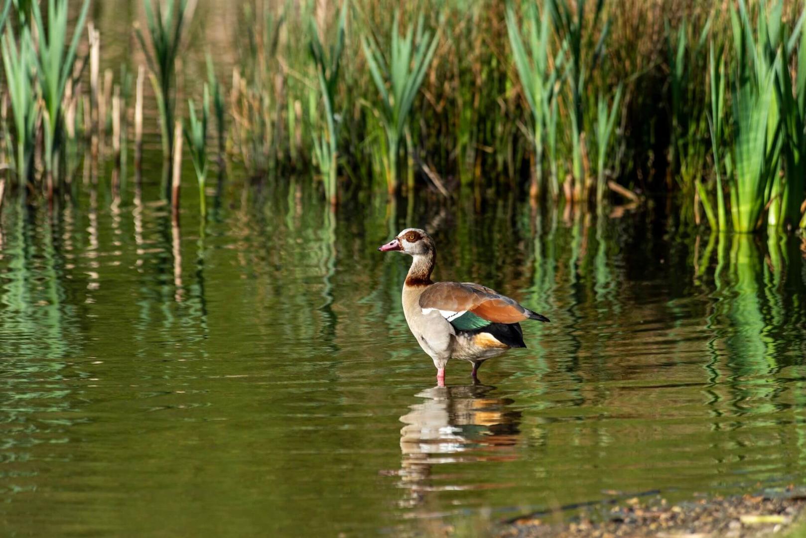 Area Guides for Guide to Wanstead (2)