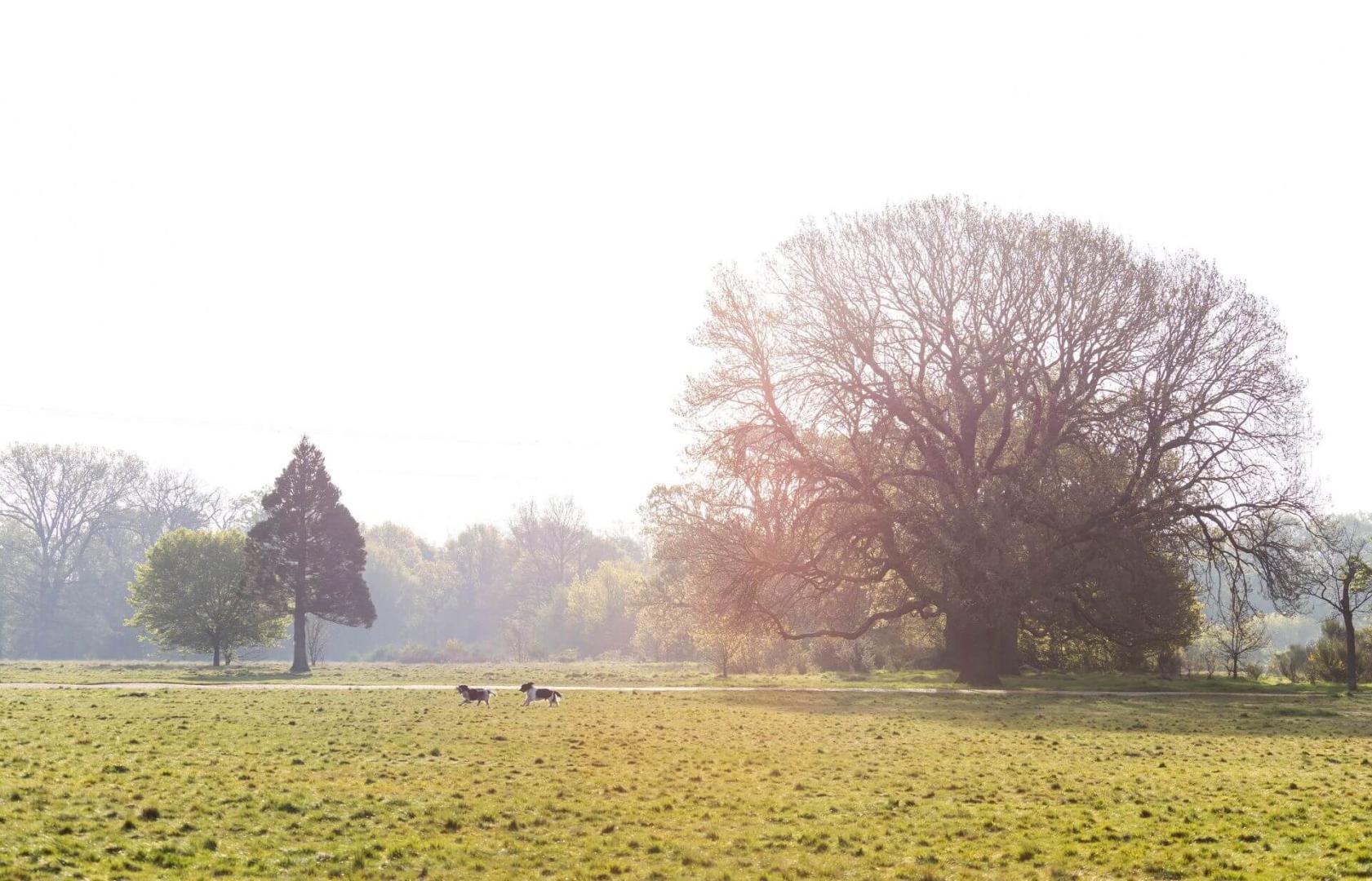 Area Guides for Guide to Wanstead (1)