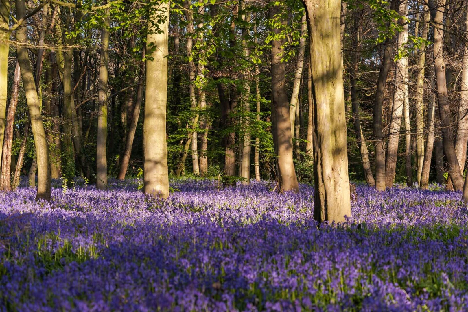 Area Guides for Guide to Wanstead (6)