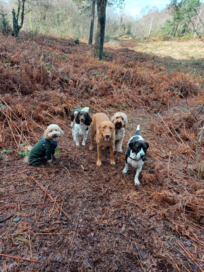 Hero Hounds in Ashley Cross / Lower Parkstone (6)