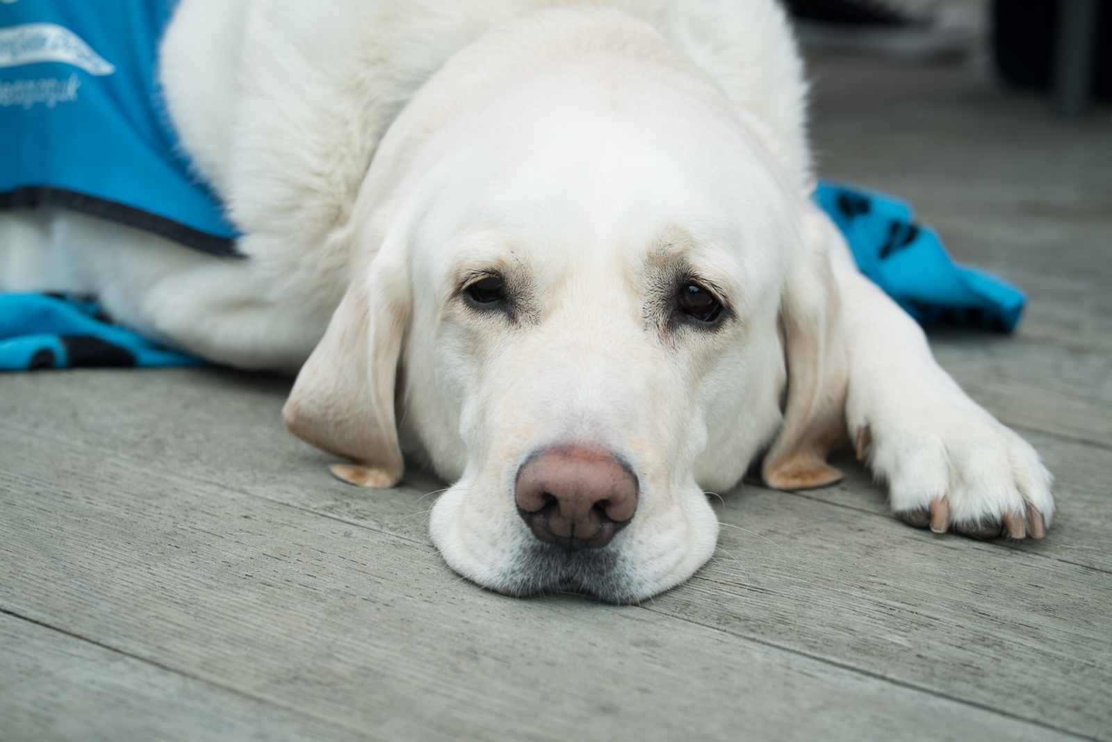 Vets and Groomers in Angmering