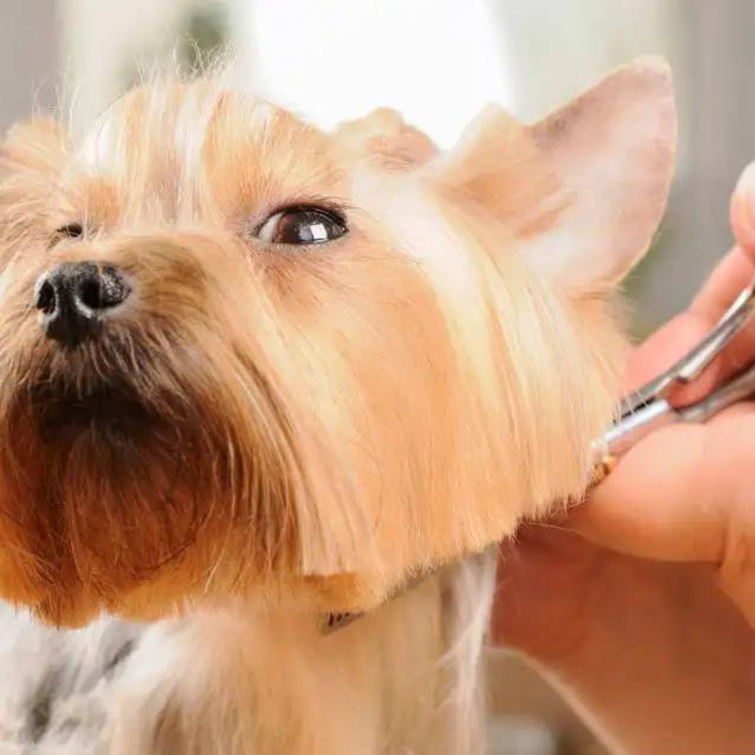 Dog Groomers & Vets in Gloucester