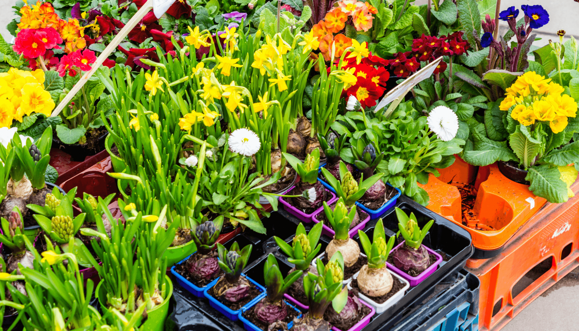 Garden Centres in Gloucester (1)