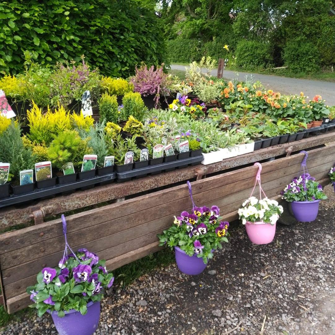 Acaster Nursery  in York