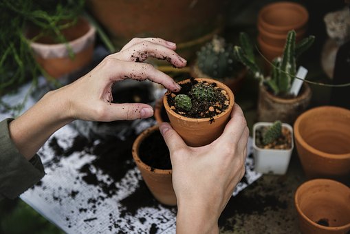 Gardening in Kentish Town